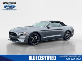 2022 Ford Mustang for sale in Morristown TN