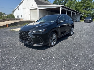 2025 Lexus NX 350 for sale in Allentown PA