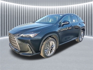 2025 Lexus NX 350h for sale in Schaumburg IL