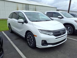 2025 Honda Odyssey for sale in Bowling Green KY