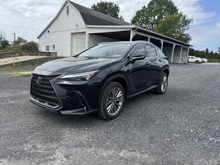 2025 Lexus NX 350h for sale in Allentown PA
