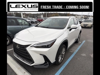 2025 Lexus NX 350h for sale in Chattanooga TN